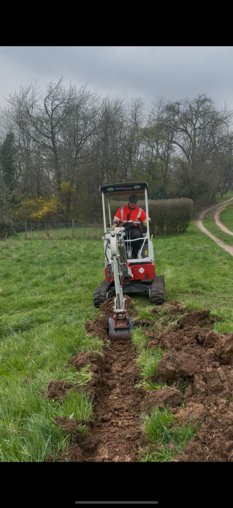 Hecke pflanzen in Zell