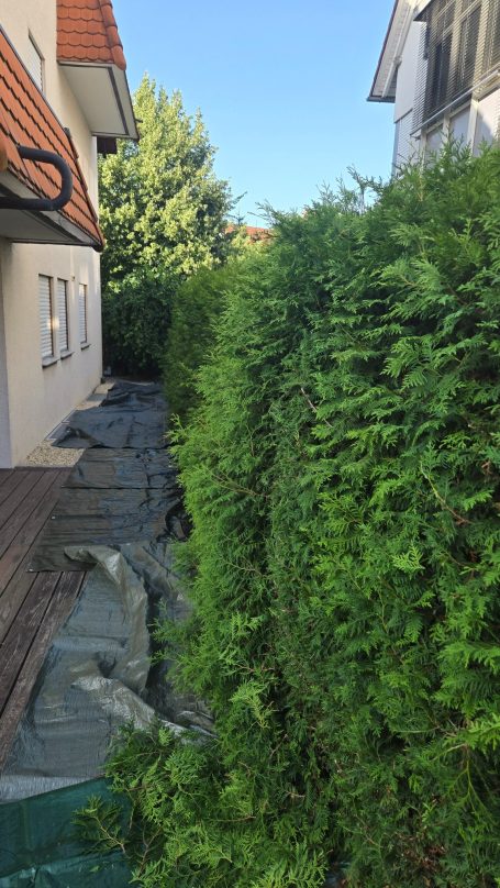 Heckenschnitt in Deizisau Vorher