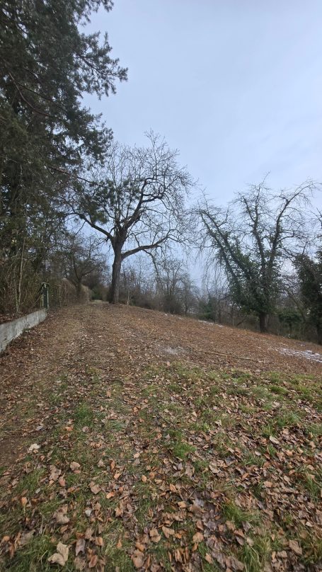 Rodung in Zell Nachher