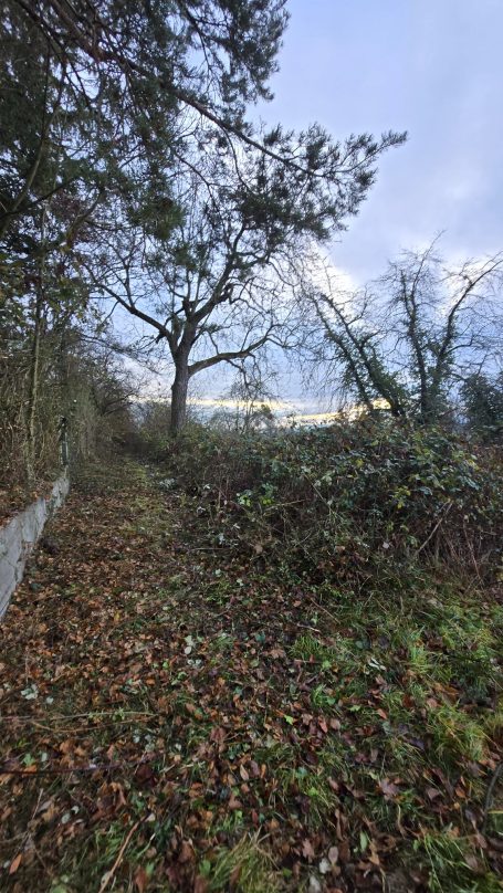 Rodung in Zell Vorher