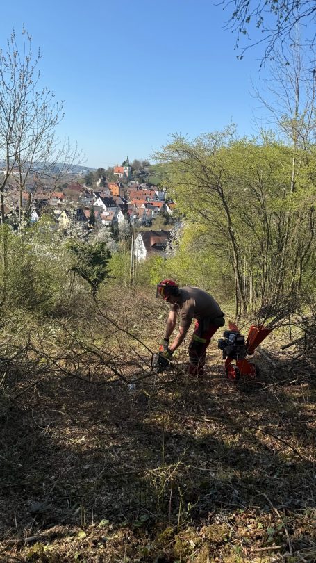 Rodung in Untertürkheim